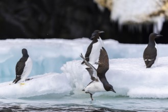 Thick-billed guillemot (Uria lomvia) on an ice floe, alcids (Alcidae), Alkefjellet, Spitsbergen,