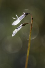Water lobelia (Lobelia dortmanna), Emsland, Lower Saxony, Germany