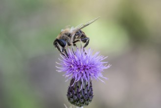 Golden hoverfly (Ferdinandea cuprea), Emsland, Lower Saxony, Germany