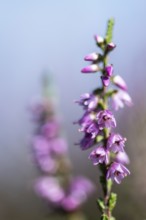 Heather (Calluna vulgaris), Emsland, Lower Saxony, Germany