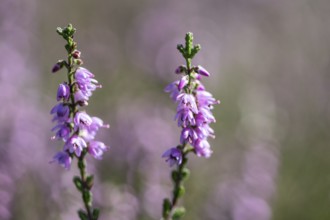 Heather (Calluna vulgaris), Emsland, Lower Saxony, Germany