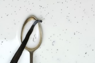 Spoon with vanilla pod, vanilla seeds in milk