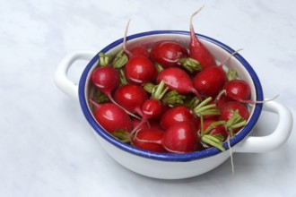 Radish in skin, in water, Raphanus sativus