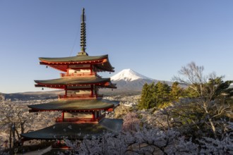 View of Mount Fuji, with the Chureito Pagoda and blossoming cherry trees in the foreground,