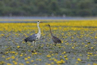 Grey heron (Ardea cinerea) and purple heron (Ardea purpurea) amidst flowering sea pots (Nymphoides