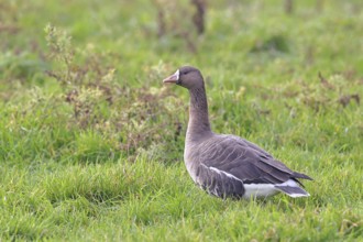 White-fronted goose (Anser albifrons), standing in a meadow in the wintering area, wildlife,