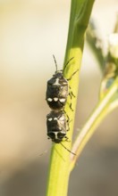 Two cabbage bugs (Eurydema oleracea) on the green stalk of a garlic rocket (Alliaria petiolata, syn