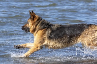 German Shepherd running along the St Lawrence River, Gaspesie Region, Province of Quebec, Canada,