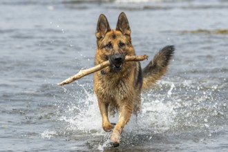 German Shepherd running along the St. Lawrence River, Dog with a piece of wood in its mouth,