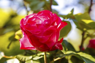 Rose (Rosa), cultivated rose, white and red blossom, green leaves, garden, flowers, plants,