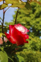 Rose (Rosa), cultivated rose, white and red blossom, green leaves, garden, flowers, plants,