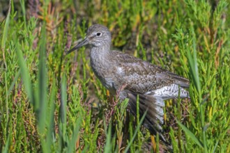 Injured common redshank (Tringa totanus) juvenile with broken wing hiding in glasswort vegetation