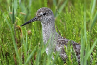 Common redshank (Tringa totanus) juvenile hidden in vegetation with glasswort on the shore of