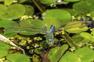 Emperor dragonfly, blue emperor (Anax imperator, Anax formosa) female with blue abdomen laying eggs