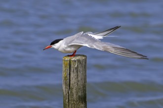 Common tern (Sterna hirundo) adult in breeding plumage perched on wooden pole and stretching wings
