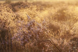 Bell heather (Erica tetralix) in the Lüneburg Heath in the yellow-red morning light at sunrise