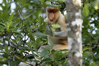 Proboscis monkey (Nasalis larvatus), Kilanas, Bandar Seri Begawan, Brunei-Muara, Brunei