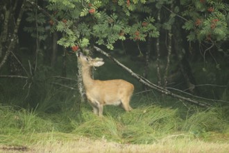Roe deer (Capreolus capreolus) doe nibbling leaves and red berries of rowan (Sorbus aucuparia)