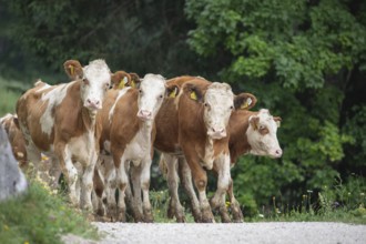Curious herd of cows on the alpine pasture. Cow march on the hiking trail in the Alps