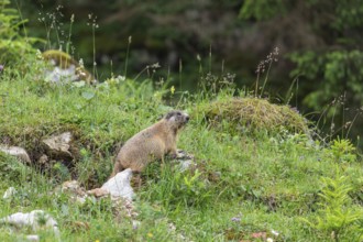 Young marmot on the alpine meadow in front of the burrow on the Königsbachalm near Berchtesgaden