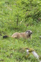 Young marmot on the alpine meadow in front of the burrow on the Königsbachalm near Berchtesgaden