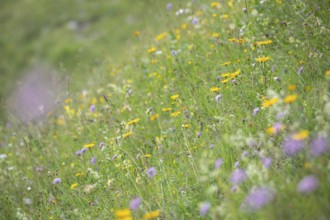 Blooming herb meadow on the alpine pasture in the Bavarian Alps