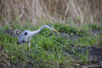 Grey heron (Ardea cinerea) Germany