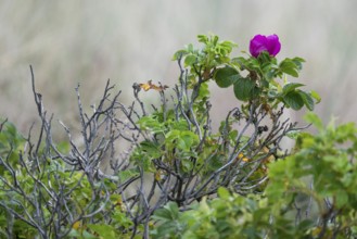 Dog rose (Rosa canina), Ringkøbing Fjord, Denmark
