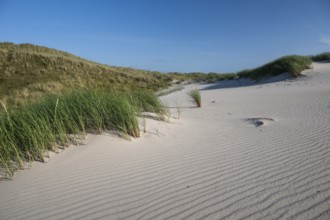 Sandy dune landscape, beach grass, blue sky, Hvide Sande, North Sea, Denmark