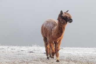 A brown alpaca (Vicugna pacos) stands in dense fog on a frozen meadow in hilly terrain. Captive,