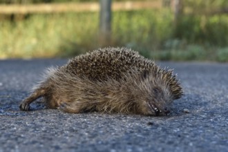 Roadkill... European hedgehog (Erinaceus europaeus), run over hedgehog lying dead on the road, run