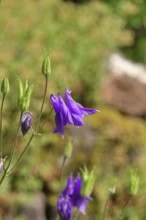 Columbine (Aquilegia vulgaris), blue flower in the garden, Wilnsdorf, North Rhine-Westphalia,