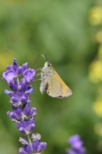 Large skipper (Ochlodes venatus), collecting nectar from a flower of Common lavender (Lavandula