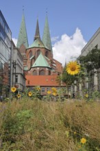 Schrangen and view of St. Mary's Church, ornamental plants, green area, sunflowers, Old Town,