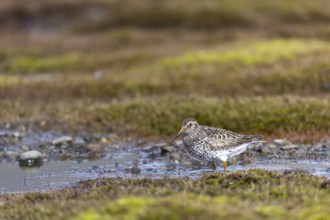 Black-legged stint (Calidris maritima) foraging, Aventdalen, Longyearbyen, Spitsbergen, Svalbard