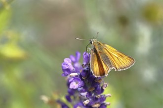 Large skipper (Ochlodes venatus), collecting nectar from a flower of Common lavender (Lavandula