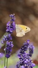 Meadow Brown (Maniola jurtina), on a lavender flower (Lavandula angustifolia), macro photograph,