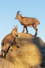 Two female ibex (Capra ibex) stand on a rock in the warm evening light. A blue sky can be seen in
