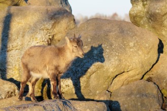 A female ibex (Capra ibex) stands on a rock in the warm evening light. Her shadow can be seen on