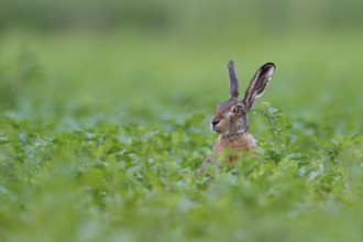 Hello, who is this... European hare (Lepus europaeus), hare sits in a field, on a field, looks