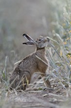 The hare likes it... Brown hare (Lepus europaeus) eats, nibbles from ripe wheat shortly in front of