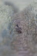 Quite cosy... European hare (Lepus europaeus), hare resting well hidden in a lane in a wheat field,