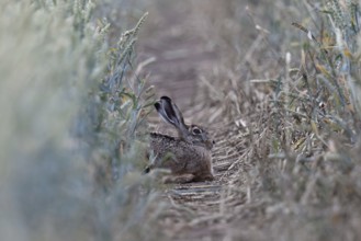Quite cosy... European hare (Lepus europaeus), hare resting well hidden in a lane in a wheat field,