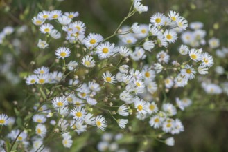Annual fireweed (Erigeron annuus), Emsland, Lower Saxony, Germany
