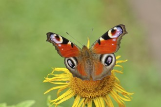 Peacock butterfly (Aglais io), on a yellow flower of a Great Telekie (Telekia speciosa), Wilnsdorf,