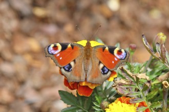 Peacock butterfly (Aglais io), on Tagetes erecta, Wilnsdorf, North Rhine-Westphalia, Germany