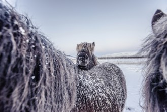 Horses in southern iceland, Icelandhorses, Winter, Golden Circle, Mountains, Snow, Iceland* Horses