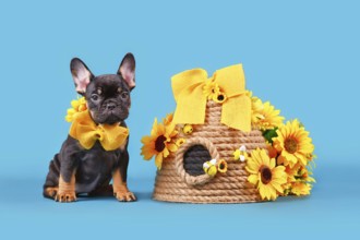 Black tan French Bulldog dog puppy ribbon collar sitting next to beehive and sunflowers on blue