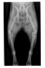 X-ray of French Bulldog dog showing osteosarcoma in upper right leg. Bone cancer diagnosis in