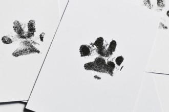 Dog paw prints on white paper. Close up pet keepsake as memory of beloved dog